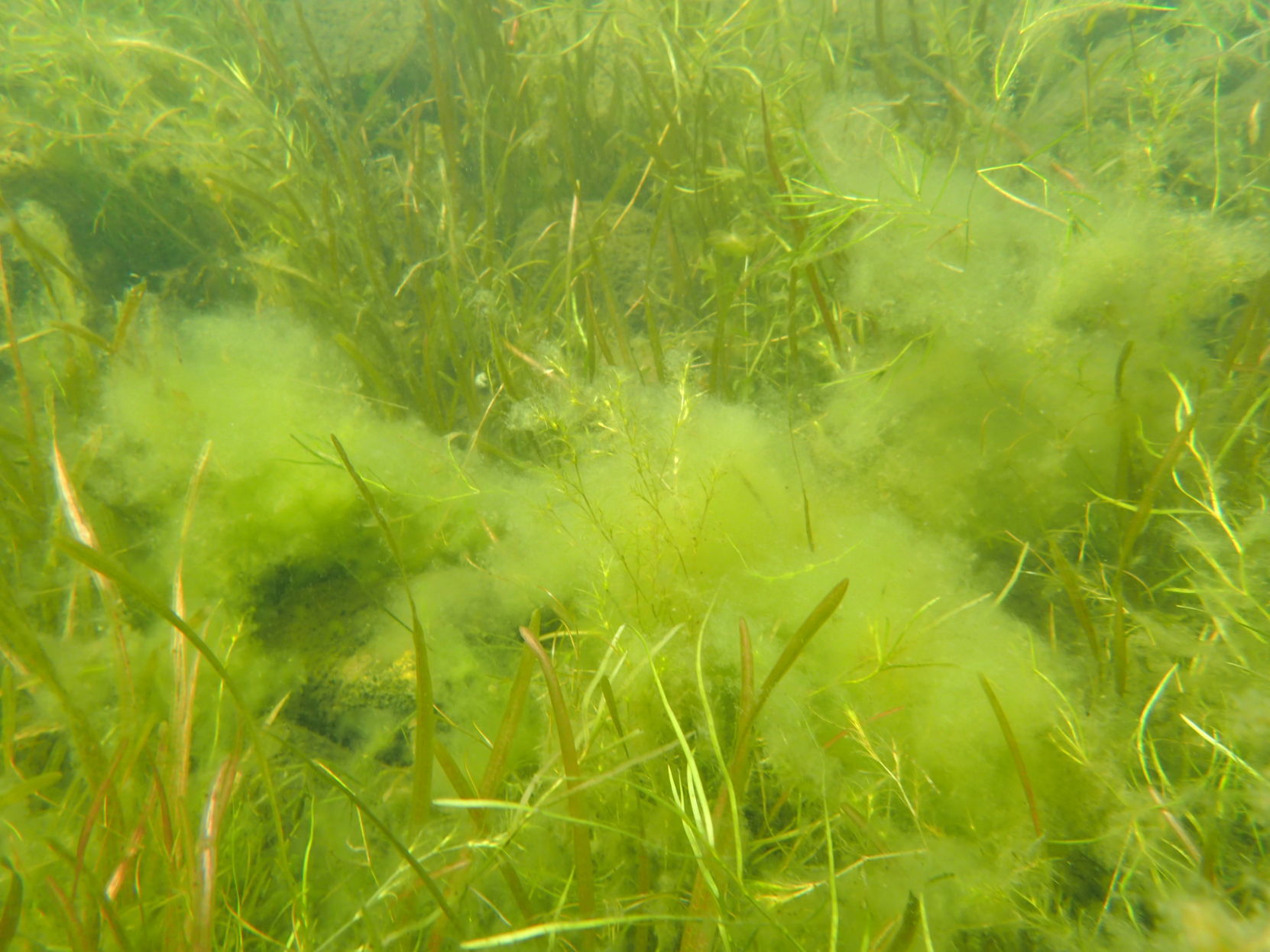 Lake George algae